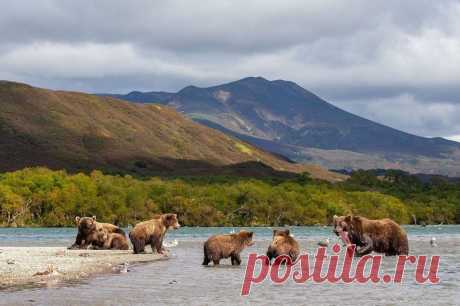 Слишком много медведей: на Камчатке предлагают начать отстрел | Живой мир - природа
