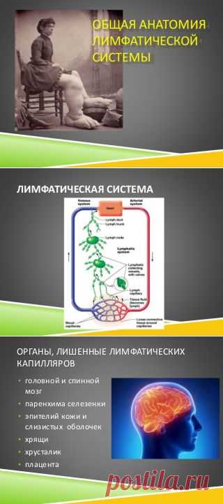общая анатомия лимфатической системы
