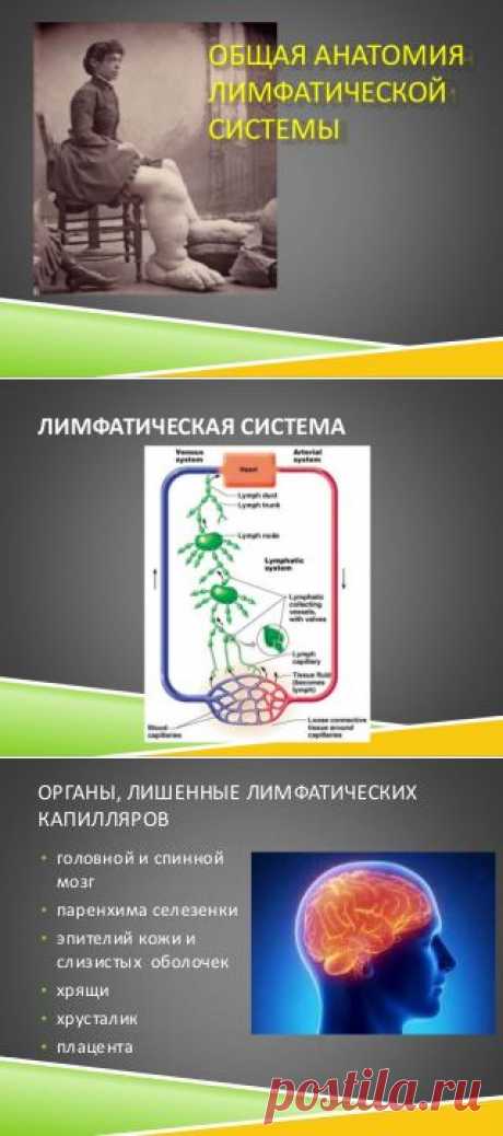 общая анатомия лимфатической системы