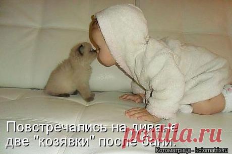 Котоматрица: Лучшие за январь 2013