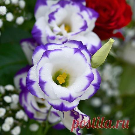 «🌺 Цветы 🌺 » в Яндекс.Коллекциях