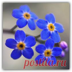 ПРИТЧА НЕДЕЛИ. Незабудка | Хвастунишка