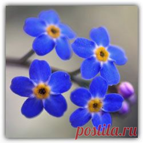 ПРИТЧА НЕДЕЛИ. Незабудка | Хвастунишка