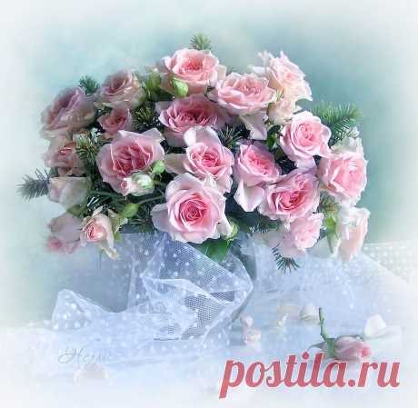 Розы