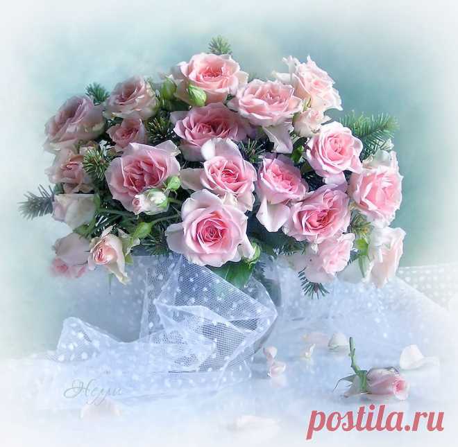 Розы