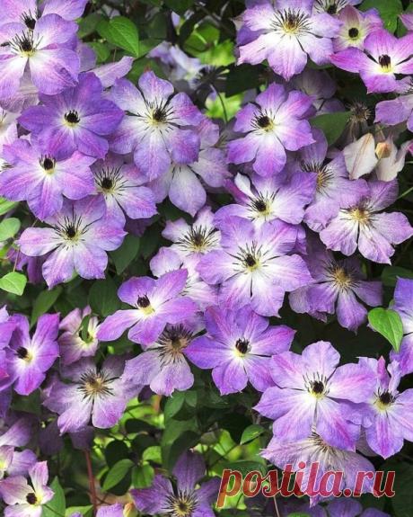 💐ЦВЕТОВОДАМ НА ЗАМЕТКУ: ЭТИ РАСТЕНИЯ ТРЕБУЮТ ВНИМАНИЯ УЖЕ СЕЙЧАС💐

 Оправившись после празднования Нового года, садоводы с энтузиазмом берутся за работу. В январе их ждут 2 важные задачи:
⭐ заложить на стратификацию семена некоторых туговсхожих культур;
⭐ посеять на рассаду цветы с длительным вегетационным периодом.
К первой группе относятся:
✳️ аквилегия;
✳️ аконит (борец);
✳️ аризема амурская;
✳️ астильба;
✳️ анемона (ветреница);
✳️ гелиопсис;
✳️ горечавка;
✳️ дельфини...