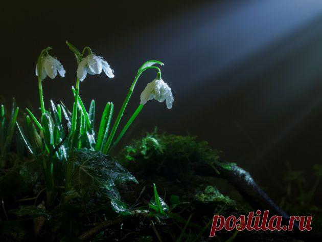 Подснежники