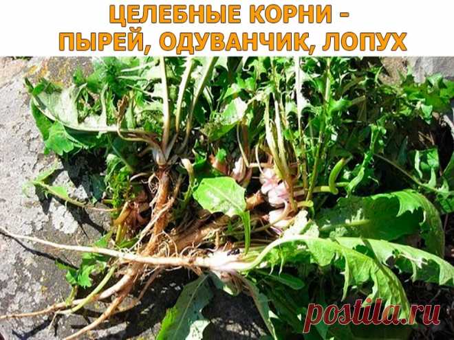 ЦЕЛЕБНЫЕ КОРНИ — ПЫРЕЙ, ОДУВАНЧИК, ЛОПУХ | Полезные советы!