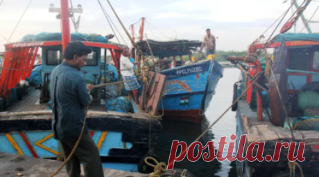 Kalinga TV: в Индии продали две крупные рыбы за 1,7 млн рублей. В Индии рыбаки продали две крупные редкие рыбы за 1,5 млн рупий (1,7 млн рублей). Читать далее