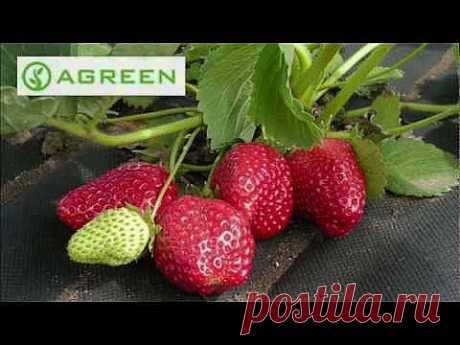 Посадка клубники на мульчирующее агроволокно - YouTube