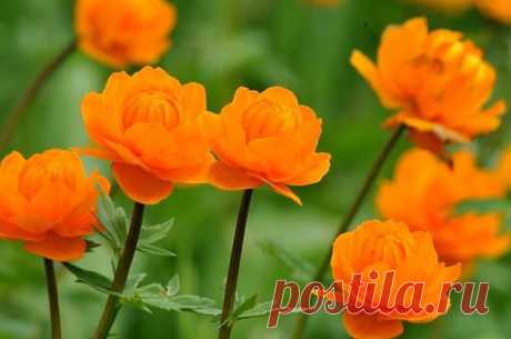 Жарки, как утверждают некоторые энциклопедические издания, являются растением из семейства лютиковых. Ещё их называют огоньки. За то, что цвет у них ярко оранжевый. Видимо в известной когда-то песне – ромашки спрятались, поникли лютики – речь шла о жарках. Хотя семейство это включает в себя большое количество цветов и прочей «полыни». Хорошо знаю, что одновременно с жарками в тайге цветут стародубы. Это яркие, чисто желтые цветы с характерным запахом. Не могу сказать относятся ли они к лютикам.