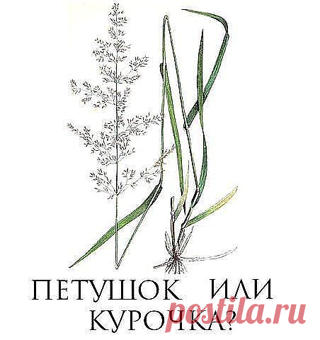 Кто помнит?