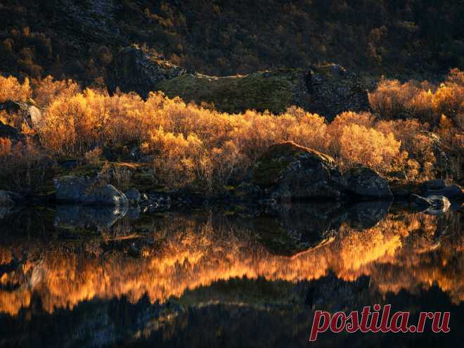 Golden Beauty - Norway by Daniel Gastager / 500px