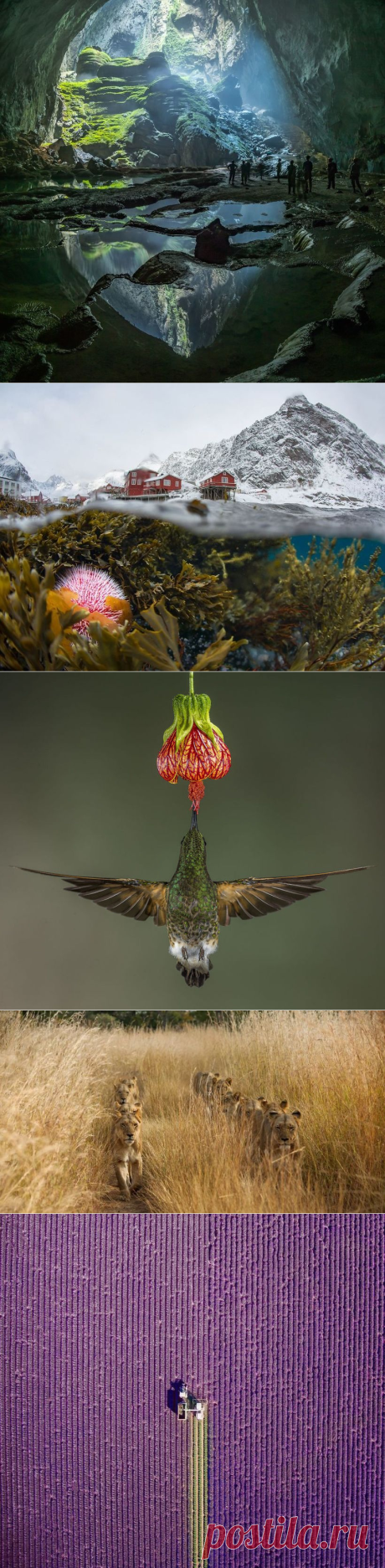 10 лучших снимков с конкурса фотографии дикой природы National Geographic