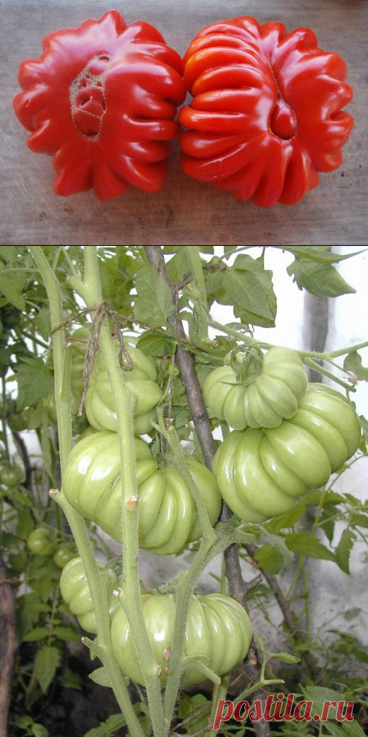 Томат Лотарингская красавица: описание и характеристика, отзывы и фото, урожайность