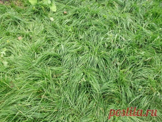 Красивый газон своими руками. Посевной газон.. Выиграйте стильную сумку от интернет-магазина Клуб Красоты, разместив любой пост с сайта 7dach.ru в Постиле. Чем больше постов - тем выше шансы. Розыгрыш состоится в понедельник, 16 декабря. В акции участвуют все посты, которые содержат этот текст и фото сумки!