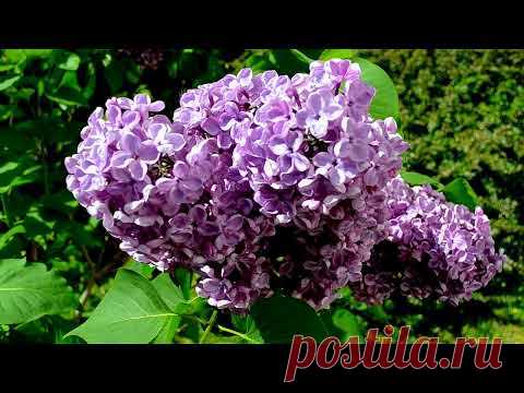 Футажное видео.