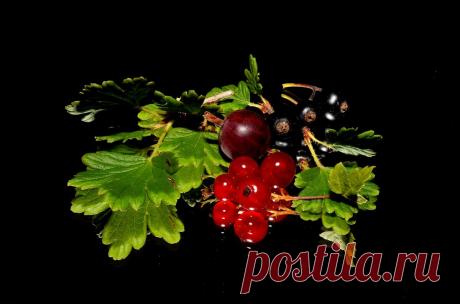 Два простых рецепта вкусных смородиновых наливок на самогоне. | О САМОГОНЕ и ОБОВСЕМ | Яндекс Дзен