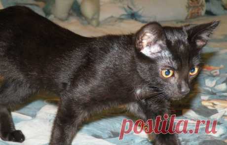 Грациозный красавчик Элиот ищет своих!!! 

Санкт-Петербург и Тосно!Ищет дом грациозный, гибкий и прекрасный, как маленькая пантера, котёнок Элиот. 


Чёрный красавчик с белой меткой на груди и на пузике. 4-мес. мальчик с отличным здоровьем и…