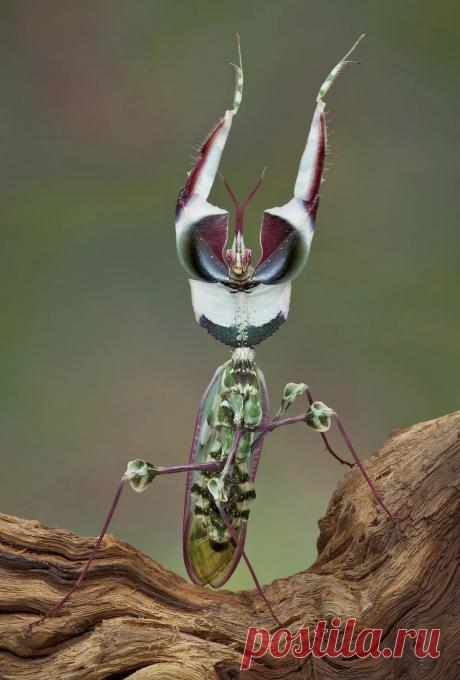 Богомол. 
И такие бывают.