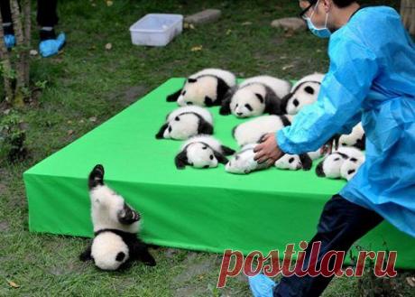 Животные, которые попали в казусные ситуации / Питомцы