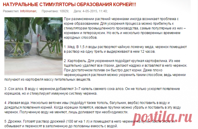 НАТУРАЛЬНЫЕ СТИМУЛЯТОРЫ ОБРАЗОВАНИЯ КОРНЕЙ!!!