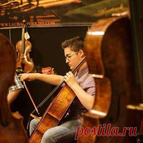Лучшие струны от 98€ : LARSEN, PIRASTRO и THOMASTIK для виолончели - Laubach Gold Rosin Store