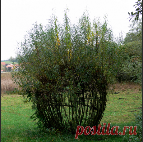 Заплетание косичек против поросли -технология заключалась в том, что окружающая поросль захватывалась по одной штучке и сплеталась в обыкновенную косичку;
косичка обвивала несколько раз дерево, в нее последовательно вплетались все близлежащие побеги;
косичка была толстой, ее сплели уже давно, поросль &quot;заматерела&quot;.
И я подумала: таким способом мы лишаем растение желания иметь &quot;детишек&quot;. А какая причина? Они уже есть, и в большом количестве, растут...