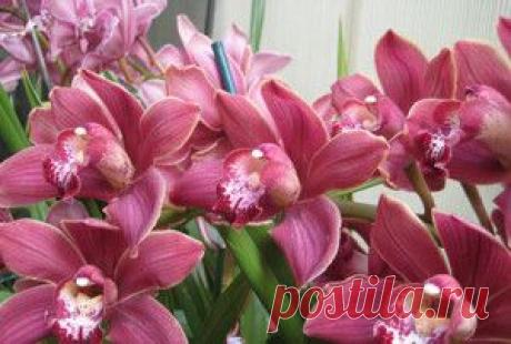 Пересаживаем прихотливую орхидею! | Моя семья и дом