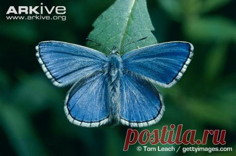 arkive animals - Поиск в Google