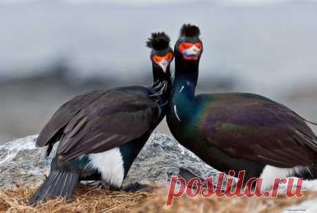 «Фото на память» Краснолицые бакланы в брачный период на Командорских островах, Тихий океан. Автор фото – Дмитрий Уткин: nat-geo.ru/community/user/2977