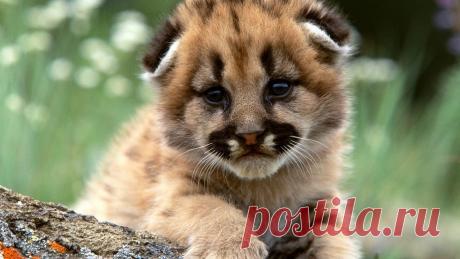 Котёнок пумы скачать фото обои для рабочего стола