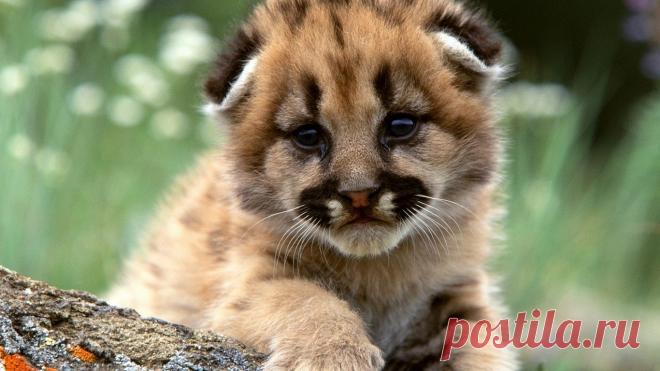 Котёнок пумы скачать фото обои для рабочего стола