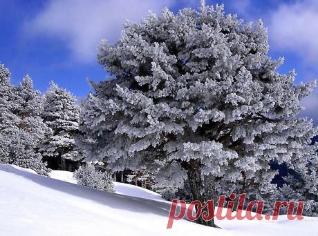 Зимним утром стою на крыльце.
В ясном небе холодная синь.
Солнце всходит в морозном венце.
Веет стужей от снежных равнин.

Я смотрю на заснеженный сад –
Здесь вовсю колдовала зима!
Вишни в белых нарядах стоят,
Красота эта сводит с ума.

В поле снежная, ровная гладь.
Белой шубой укрыта земля.
И березки, девицам под стать,
В снег укутаны, как в соболя.

На полянах кругом белизна.
Ели в белом тихи и грустны.
В снежной шапке уснула сосна.
Спит природа до новой весны.