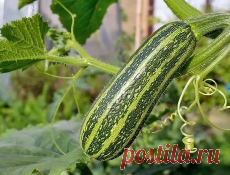 5 идей, куда посадить кабачки, если мало места
На заметку 
Кабачки крайне неприхотливы и, в отличие от родственных тыкв, компактны. Поэтому подыскать им место труда не составит.

1. В композиции с хвойными. Крупные листья кабачков эффектно смотрятся на фоне ажурной хвои туй и можжевельников. Пока они молодые, еще не разрослись, между ними всегда пустует земля. И кабачкам там самое место.

2. В цветниках. Как правило, в любом цветнике, даже если он существует уже много лет,...