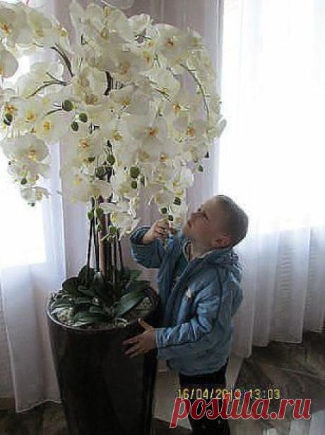 ВОТ  ЭТО  ОРХИДЕЯ)))