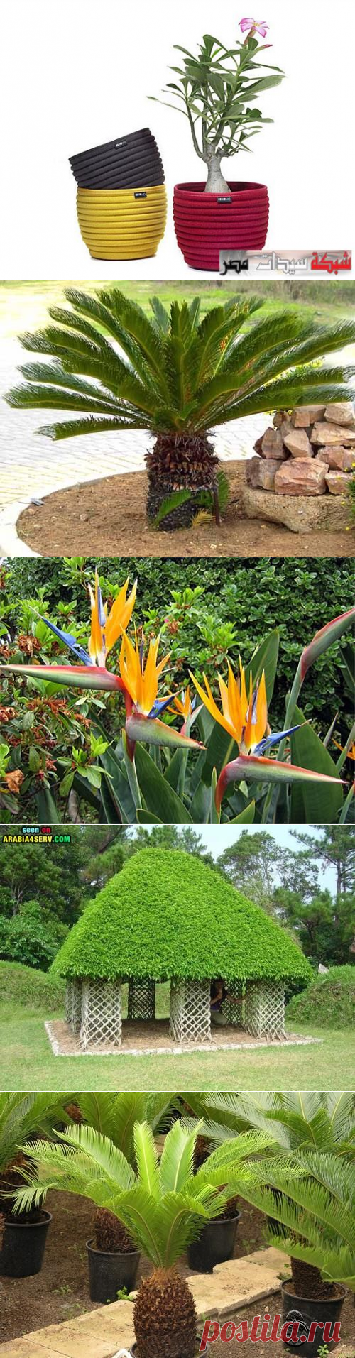 بالصور تنسيق نباتات الزينة الداخلية , أحدث صيحات تنسيق نباتات الزينة الداخلية بالصور , نباتات 2020 , ديكور نباتات الزينة الداخلية