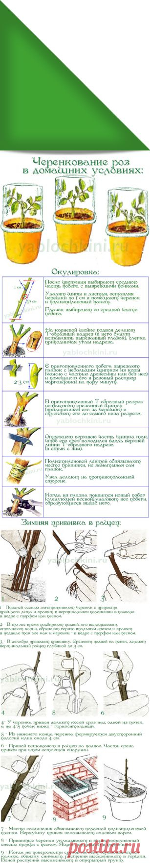 способы размножения роз |