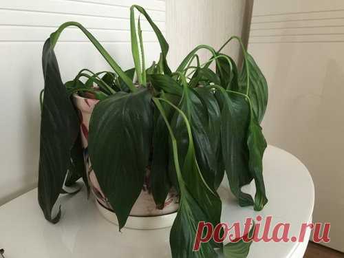 Как реанимировать цветок после долгой засухи? | Garden-Zoo.ru | Яндекс Дзен