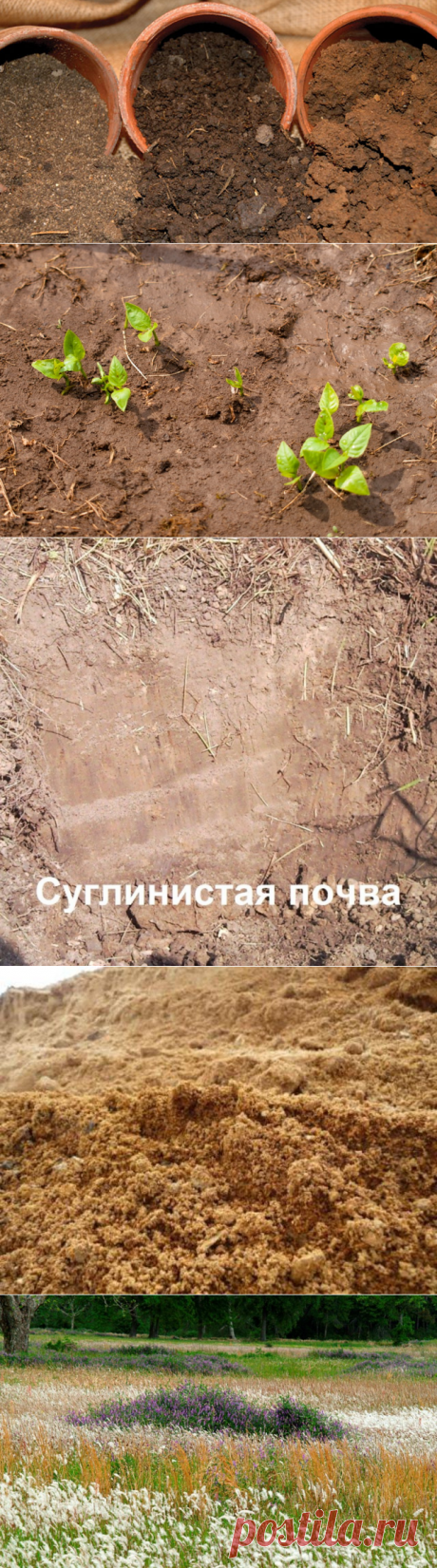 КАК ОПРЕДЕЛИТЬ КАЧЕСТВО ПОЧВЫ БЕЗ ХИМИЧЕСКОГО АНАЛИЗА — 6 соток
