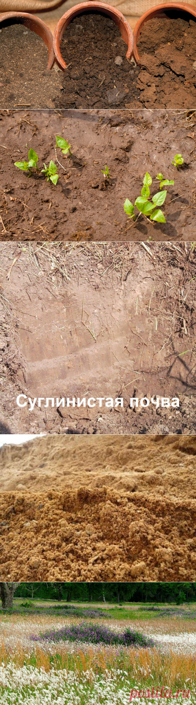 КАК ОПРЕДЕЛИТЬ КАЧЕСТВО ПОЧВЫ БЕЗ ХИМИЧЕСКОГО АНАЛИЗА — 6 соток