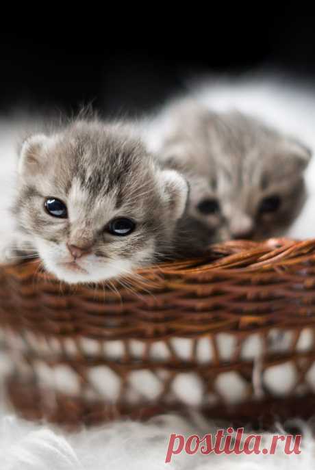 Cats in the cradle by Roberto D'Antoni / 500px
