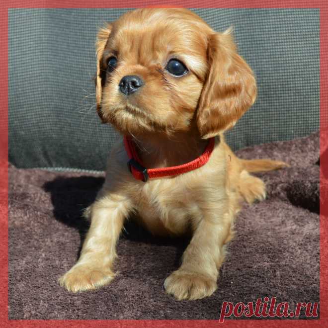 Sayari Brianel Kennel offers puppies Cavalier King Charles Spaniel ruby color.
For Sale.   Girl,  07/10/2015 ,  КСУ/FCI
Parents :  Enzo Dean Lagiva  &  Emma Sue von den Waldelfen.
http://sayaribrianel.jimdo.com/
Питомник «Sayari  Brianel» предлагает щенков Кавалер Кинг Чарльз спаниеля редкого рубинового окраса.