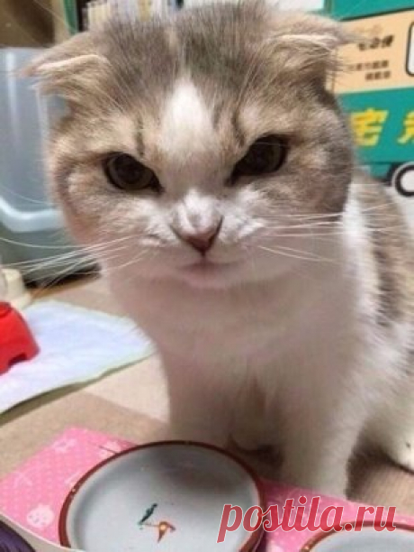 Пустую миску обнаружил ...
Я , что ли , никому ... не нужен ?
     А ведь хозяйка обнимала ,
     К себе так нежно прижимала ....
   Что ж , про меня она забыла ?
    С утра меня не покормила ...