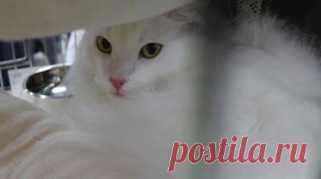 я - кот, а чего добился ты? - я - Капитан Бездуховность