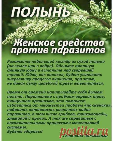 Полынь. Женское средство против паразитов