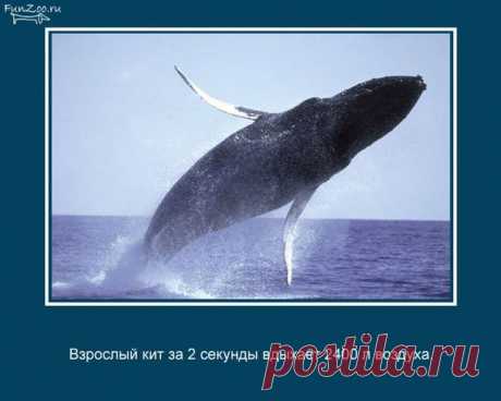 Самые интересные факты о животных