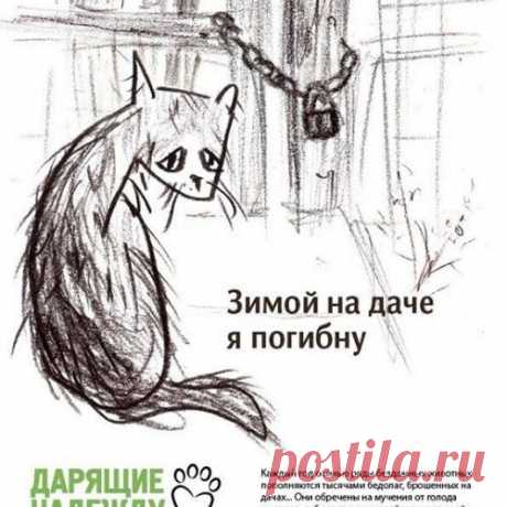 «Не оставляй меня на даче!»: как помочь брошенной собаке или кошке