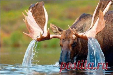 Ливнёвки, говорите?