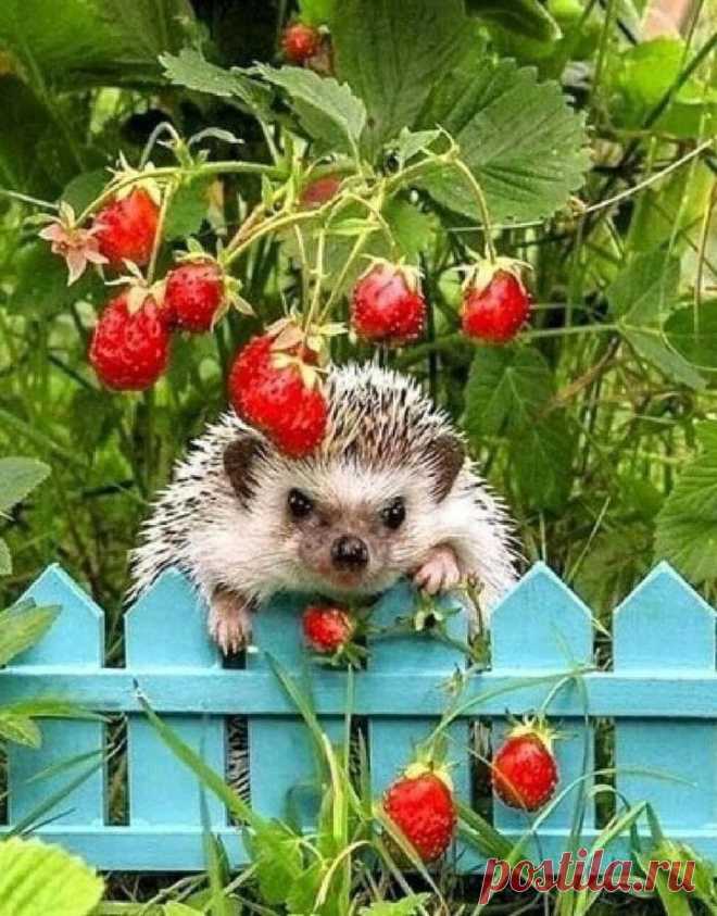 ღ
